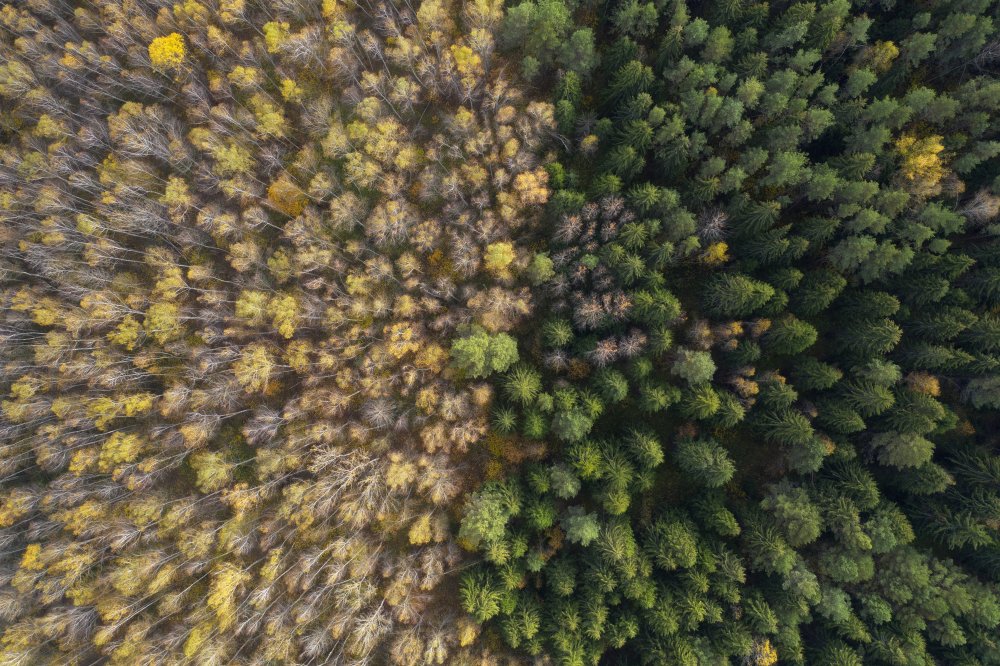 Zwei Wälder from Dmitry Doronin