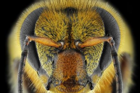 Gelbgesichtige Biene