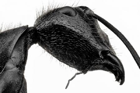 Riesige schwarze Ameise