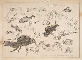 Studien von Fisch behandelt für Design, 1903