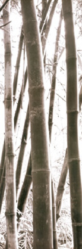Bamboo Grove IV from Douglas Yan