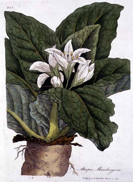 Atropa mandragora: published from Dr.  Woodville