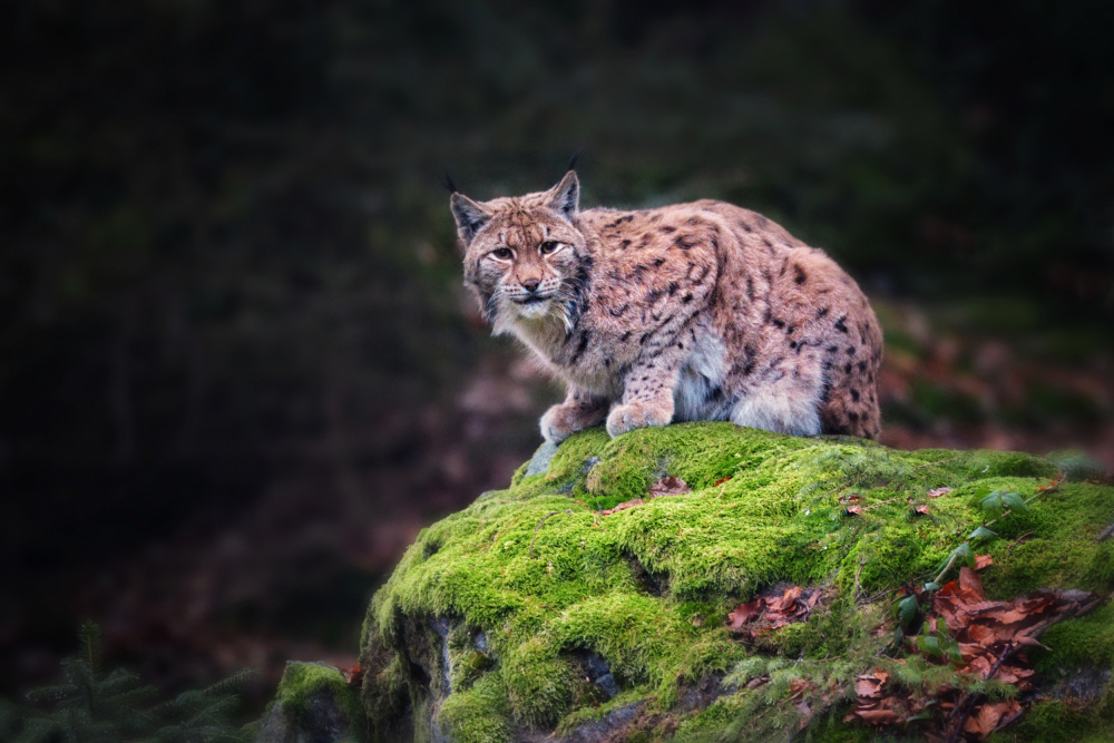 Luchs from Drago