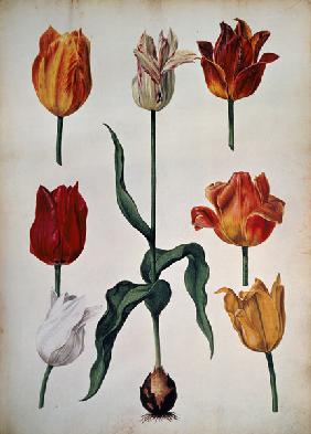 Tulips: from "Verzameling van Bloemen naar deNatuur getekend" (Collection of flowers drawn from natu