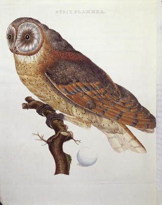 Barn Owl (Strix Flammea) 1796 (coloured engraving) from Dutch School, (18th century)