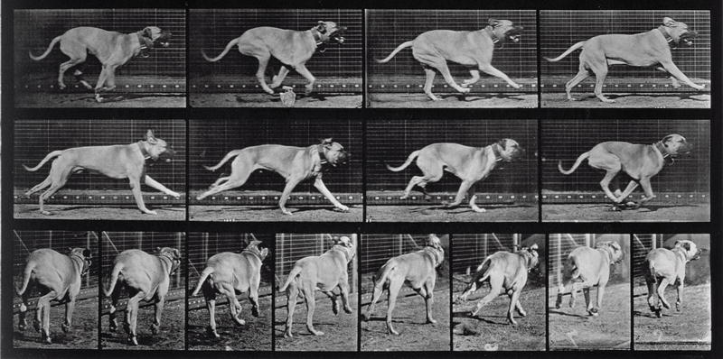 Running Dog, plate 707 from ''Animal Locomotion'', 1887 (b/w photo)  from Eadweard Muybridge