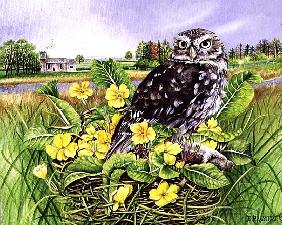 Owl in Grass Nest with Primulas
