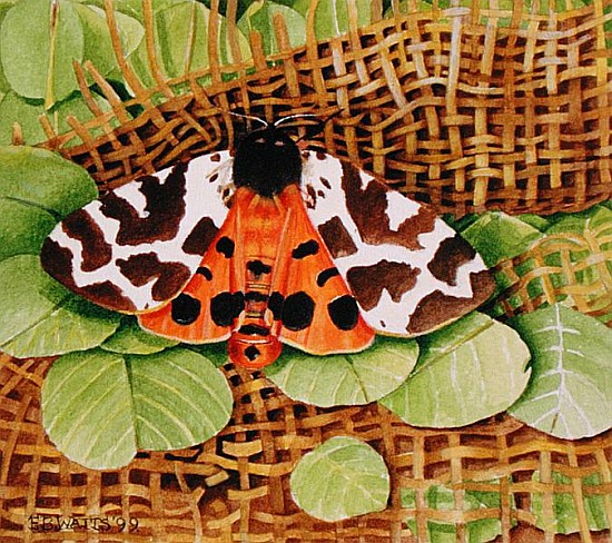 Tiger Moth, 1999 (acrylic on paper)  from E.B.  Watts
