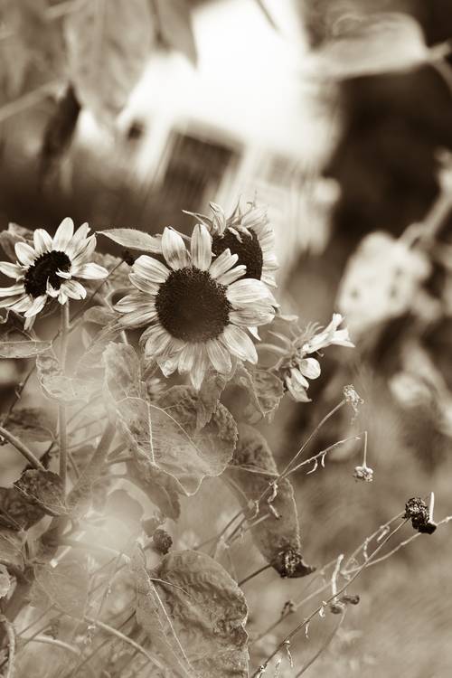 Sonnenblumen im Garten from Edith Nero