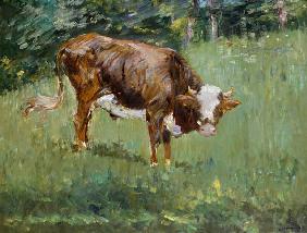 Young Bull in a Meadow