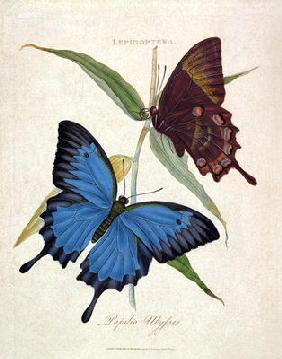Butterfly: Papilo Ulysses, pub. by the artist, 1800 (engraving)