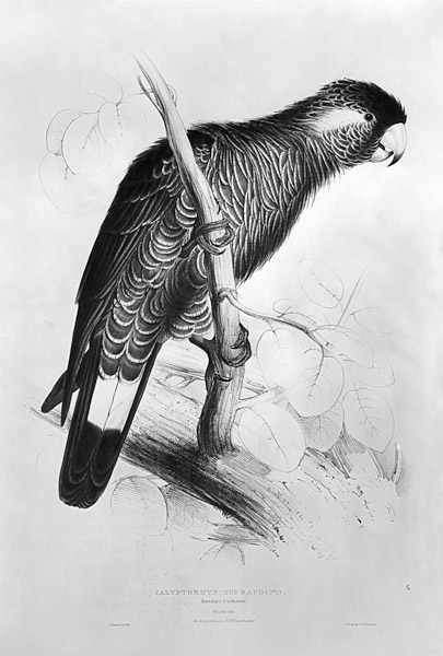 Calyptorhynchus Baudinii, or Baudin''s Cockatoo from Edward Lear