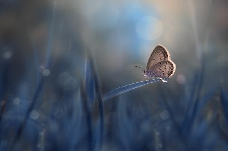 Einsamer Schmetterling