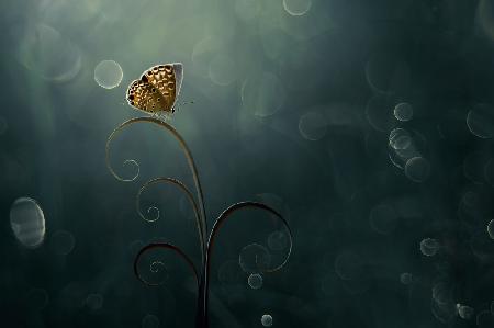 Schmetterling am Morgen mit Bokeh