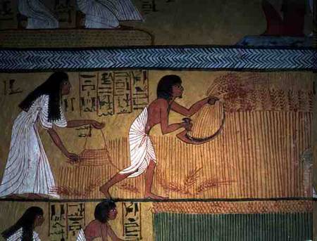 Detail of a harvest scene on the East Wall, from the Tomb of Sennedjem, The Workers' Village, New Ki from Egyptian