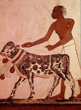 Peasant leading a cow to sacrifice, from the Tomb of Menna