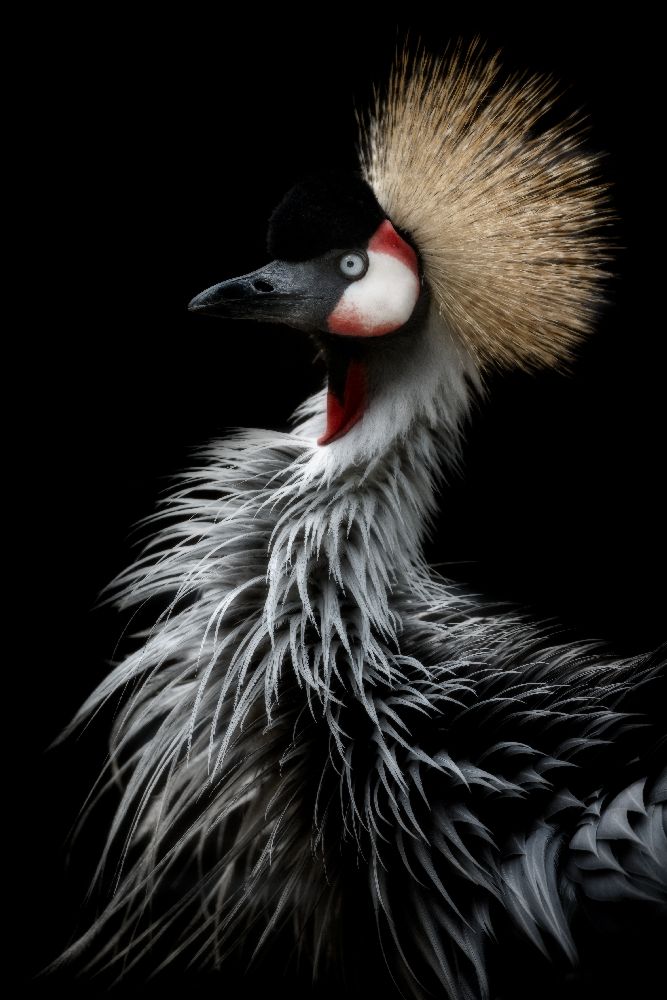 Crowned cranes portrait from Eiji Itoyama