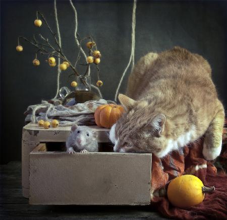 Ratten und Katzen