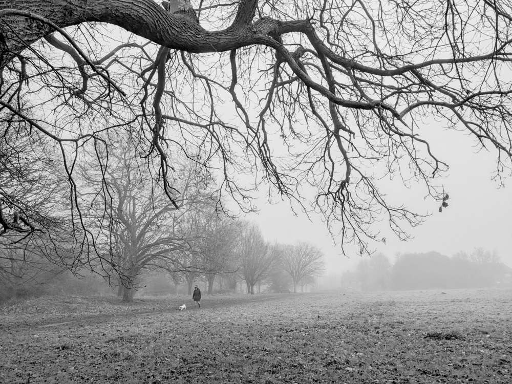 Feld und Wald im Nebel from Elizabeth Allen