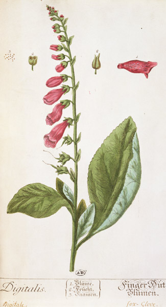 Digitalis purpurea, from 'Herbarium Blackwellianum' from Elizabeth Blackwell