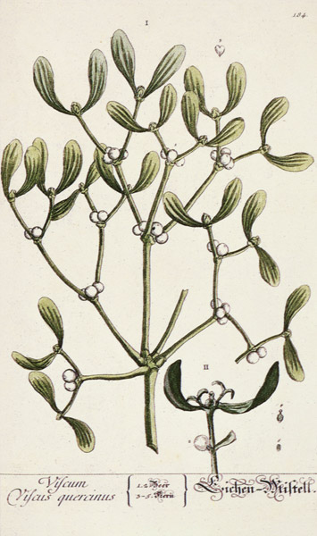 Mistletoe from 'A Curious Herbal' from Elizabeth Blackwell