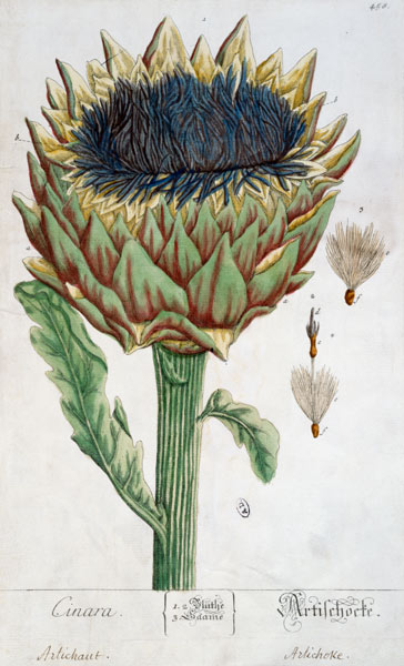 Artichoke, from 'Herbarium Blackwellianum' from Elizabeth Blackwell