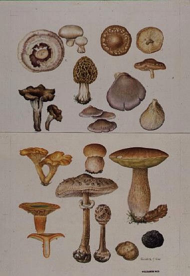 Mushrooms and Truffles (w/c)  from Elizabeth  Rice