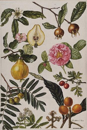 Quince and other fruit-bearing trees (w/c)  from Elizabeth  Rice