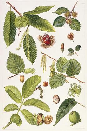Walnut and other nut-bearing trees (w/c) 