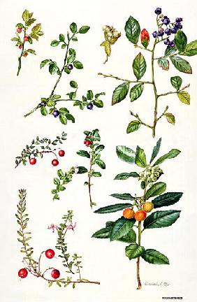 Cranberry and other berries (w/c) 