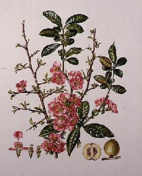 Japanese Quince (w/c) 