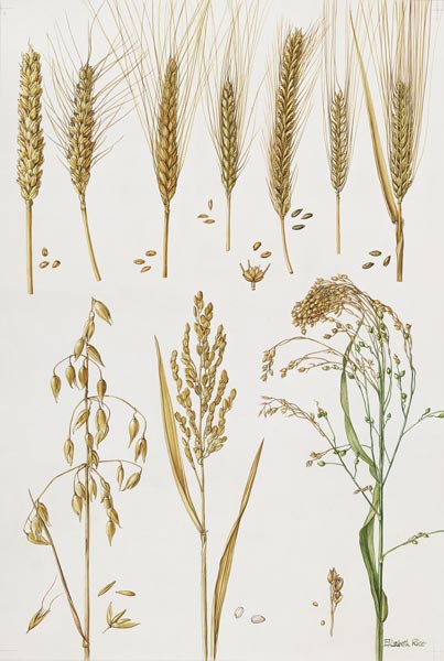 Wheat and other crops (w/c)  from Elizabeth  Rice