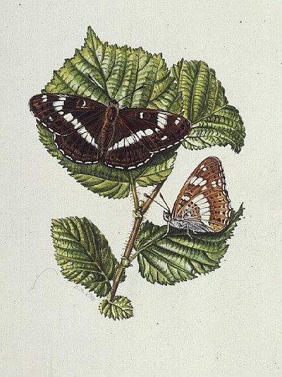 White Admiral Butterfly on Hazel leaves (w/c)  from Elizabeth  Rice