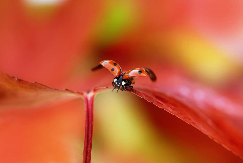 Ladybird in autumn from Ellen Van Deelen