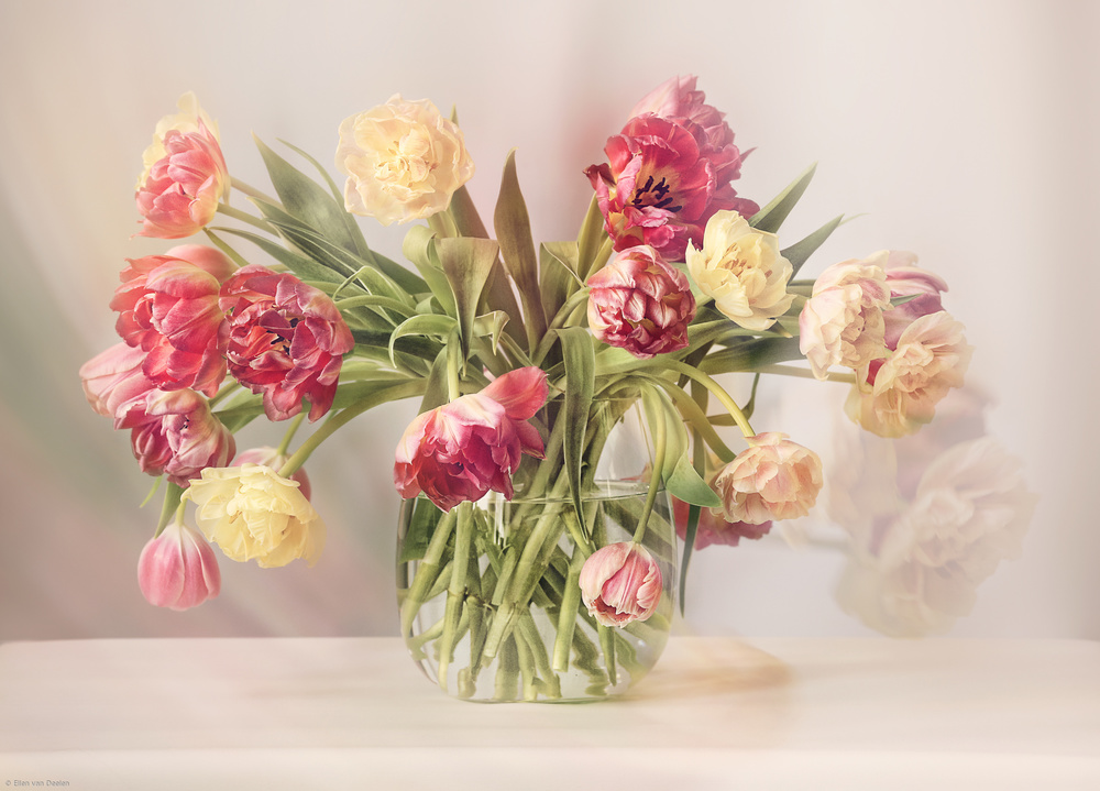 Tulpen from Ellen Van Deelen