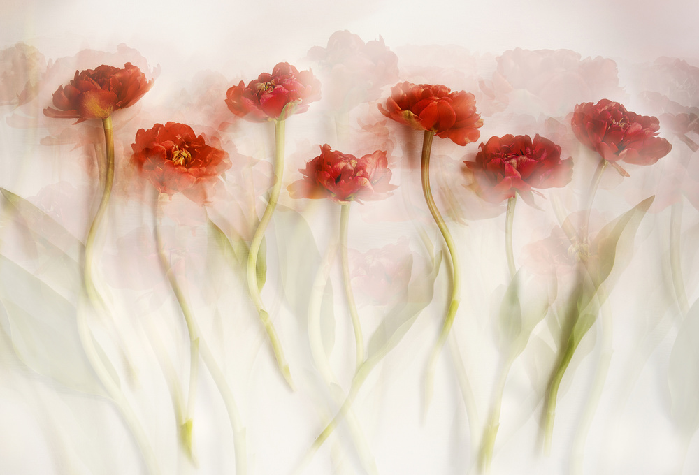 Tulpen (II) from Ellen Van Deelen