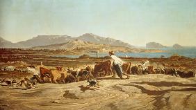 Cattle herding near Marseilles