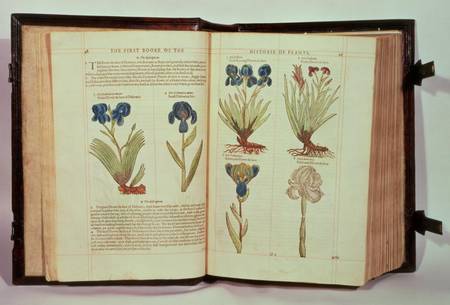 Iris (Flowers de-luce), six varieties from 'The First Booke of the Historie of Plants' from Emilie Gerard