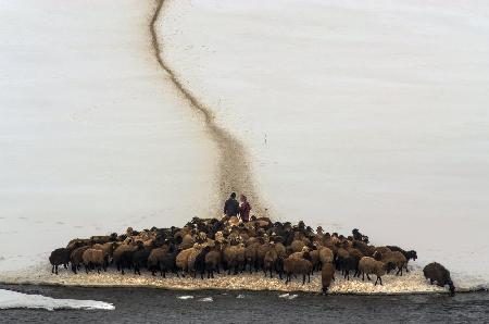 Trinkwasser für Schafe