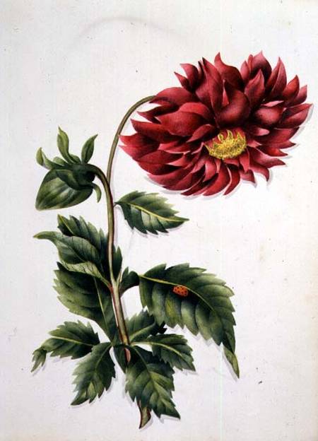 Chrysanthemum, from "Flowers" an English Botanical Manuscript (c.1840) from English School