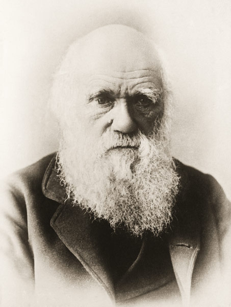 Charles Darwin (litho)  from English School
