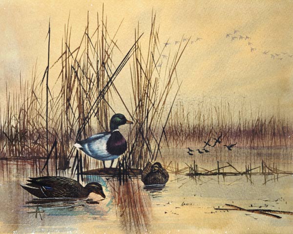 Mallard Ducks in a Lake from English School