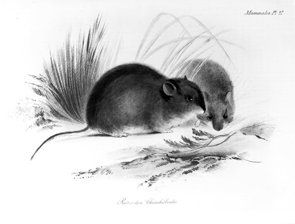 Mouse, Tierra del Fuego, South America c.1832-36 from English School