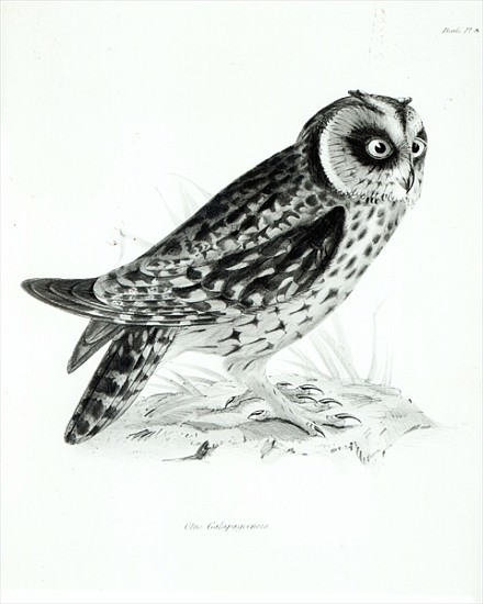 Owl, plate 3 from ''The Zoology of the Voyage of H.M.S Beagle, 1832-36'' Charles Darwin from English School
