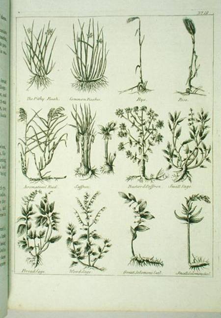 Plants from Culpeper's 'English Physician and Complete Herbal' from English School