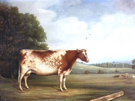 A Prize Shorthorn Cow in a Landscape from English School