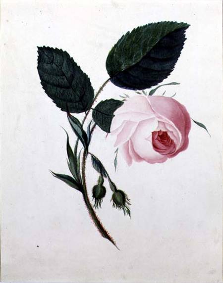 Study of a Pink Rose from English School