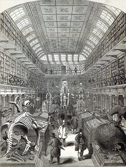 The Hunterian Museum, at the Royal College of Surgeons, from ''The Illustrated London News'', 4th Oc from English School