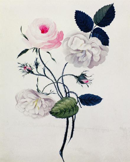 Study of White and Pink Roses