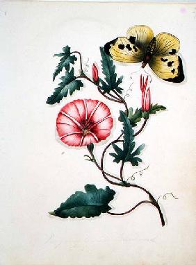 Convolvulus with Yellow Butterfly, from `Flowers' an English Botanical Manuscript (c.1840)